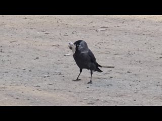 video by overheard belozersk